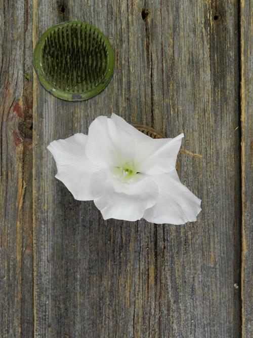 WHITE GLADIOLAS